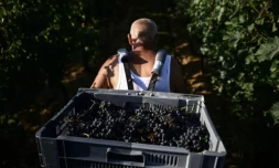 Un porteur au milieu des rangs de vigne au chùteau de Sours à Saint-Quentin-de-Baron, en Gironde, le 22 août 2023 ( AFP / Christophe ARCHAMBAULT )