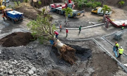 Le Port : opération de sauvetage d'un baobab
