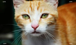 chat 