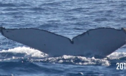 La baleine Elen revient à La Réunion 9 ans aprÚs
