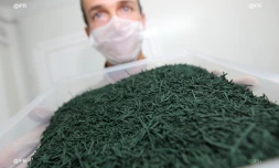 Production de spiruline