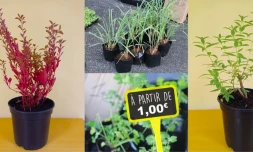 Saint-Benoît : la pépinière sociale organise une nouvelle vente de plantes