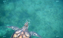 tortues