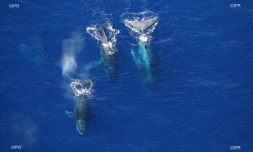 baleines