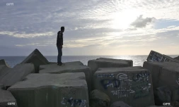 Attaque de requin au Port
