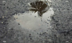 pluie 