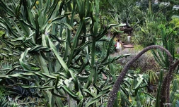 jardins