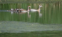 Un couple d'ouettes d'Egypte et leurs canetons nagent sur un étang à Ay-sur-Moselle, en Moselle, le 12 septembre 2024 ( AFP / Jean-Christophe VERHAEGEN )