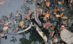 anguilles mortes Ă la riviere du butor