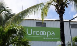 Crise à l’Urcoopa : Henri Lebon écarté, Terracoop dénonce un blocage des négociations URCOOPA