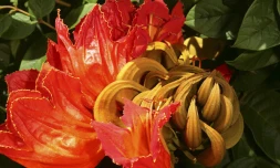tulipier du Gabon, menace, plante invasive 