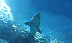 Requins
