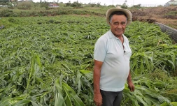 agriculture Piton Hyacinthe