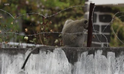 Ils tentent de capturer un singe, au Port