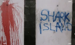 Manifestation contre la crise requins Ă Saint-Leu