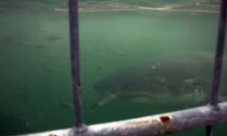 Un requin blanc, au large du Cap (Afrique du Sud), le 30 mars 2010 ( AFP / GIANLUIGI GUERCIA )
