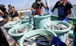 Des pĂȘcheurs dĂ©chargent leur pĂȘche au port de Matsukawaura, le 1er septembre 2023 Ă Soma, une semaine aprĂšs que les eaux traitĂ©es de la centrale nuclĂ©aire de Fukushima Daiichi ont Ă©tĂ© rejetĂ©es dans l'ocĂ©an ( JIJI Press / STR )