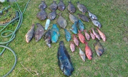 Pêche illégale, réserve marine