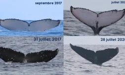 Les baleines Nairobi et Uvale observées hier ont déjà été photo-identifiées en 2017