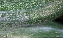 Légumes 