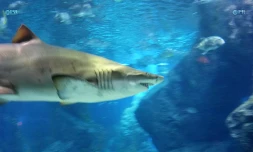 Requins