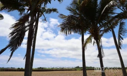 paysages cocotiers 