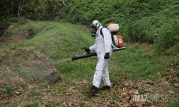 démoustication chikungunya 