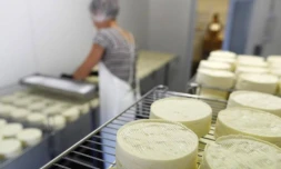 Douze Réunionnais vont faire du fromage dans le Cantal