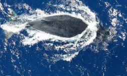 baleines 