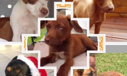 Toutous et minous cherchent bonnes familles pour adoption