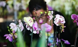 Flore et halle 2018