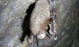 Photo non datée fournie par l'US Fish & Wildlife Service montre une chauve-souris dans le Vermont infectée par la maladie ( US FISH & WILDLIFE SERVICE / Handout )