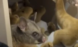 Australie : un opossum sauvage se planque au milieu des peluches de la boutique dâun aĂ©roport
