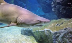 requins 