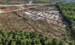 Vue d'une zone déboisée qui sera convertie en plantation de cannes à sucre à Mandiri Jagebob, dans la région de Merauke, en Papouasie du Sud, le 17 mars 2025 ( MIGHTY EARTH / Yusuf WAHIL )