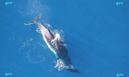 Baleines 