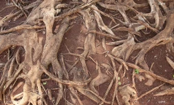 Arbres 