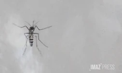 moustique stérile 