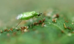 Une punaise verte macrolophus mange des larves de teigne sur une feuille de tabac, le 18 mai 2021 dans un site de l'entreprise agricole bretonne Savéol à Guipavas