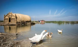 Une maison flottante et des oies sur les marais du sud de l'Irak, le 29 mars 2019 Ă Chibayich