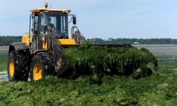 Un tracteur retire les algues vertes dans une plage de Saint-Michel-en-Grève, dans l'ouest de la France, le 2 mai 2017