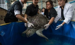 La tortue qui avait avalé 915 pièces de monnaie réapprend à nager à Bangkok, en Thaïlande, le 12 mars 2017