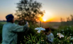 Des ouvriers agricoles récoltent des fleurs de jasmin au lever du soleil dans un champ du village de Shubra Balula, dans le nord du delta du Nil, en Égypte, le 7 juillet 2025