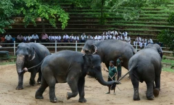Des éléphants lors de leurs exercices quotidiens au zoo de  Dehiwala, près de Colombo, le 18 juin 2016.