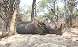 Un rhinocéros dort sous un arbre au parc national de Hwange, au Zimbabwe, le 8 octobre 2025
