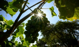 Des grappes de raisin du domaine du Chùteau Cicéron, le 26 juillet 2023 à Ribaute dans l'Aude