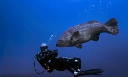 Un mérou goliath avec un plongeur au large de Boynton Beach en Floride, le 10 septembre 2023