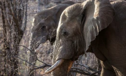 Les éléphants africains en liberté dans la nature ne dorment en moyenne que deux heures par jour et restent régulièrement sans sommeil pendant près de 48 heures.