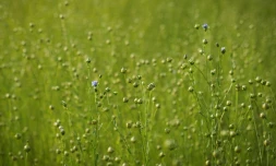 Un champ de lin Ă Saint-Philbert-sur-Risle, dans le nod de la France, le 8 juillet 2018
