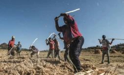 Des agricuteurs récoltent du sorgho dans le village d'Ayasu Gebriel, dans la région du Tigré en Ethiopie, le 10 décembre 2020.